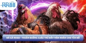 Đá gà RR88