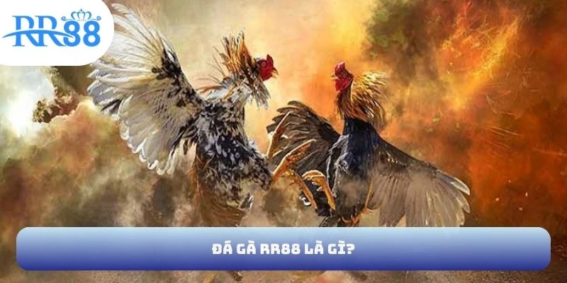 Đá gà RR88 là gì?